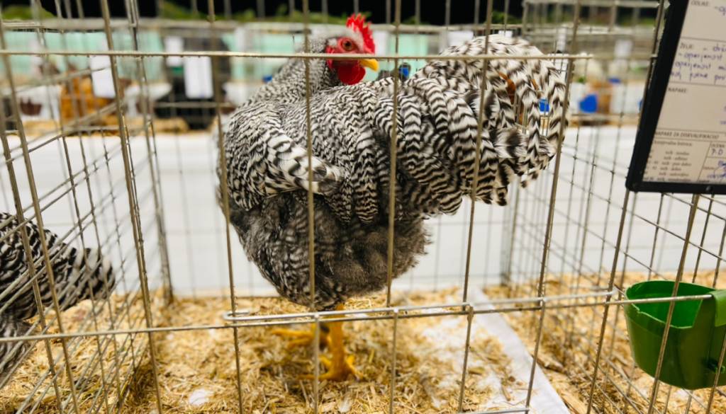 Na Ptuju bo razstava malih pasemskih živali.