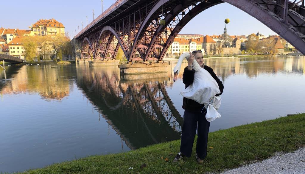 FOTO in VIDEO: Labodka Oli se je po operaciji vrnila nazaj ob reko Dravo