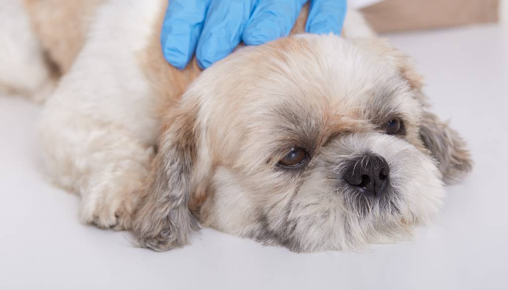 Pozabljene bolezni hišnih ljubljenčkov se vračajo