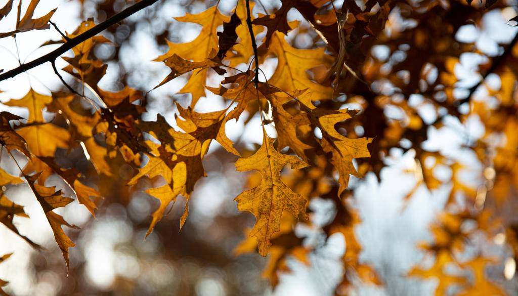 Pred nami jasna nedelja, kakšno vreme bo prinesel začetek tedna?