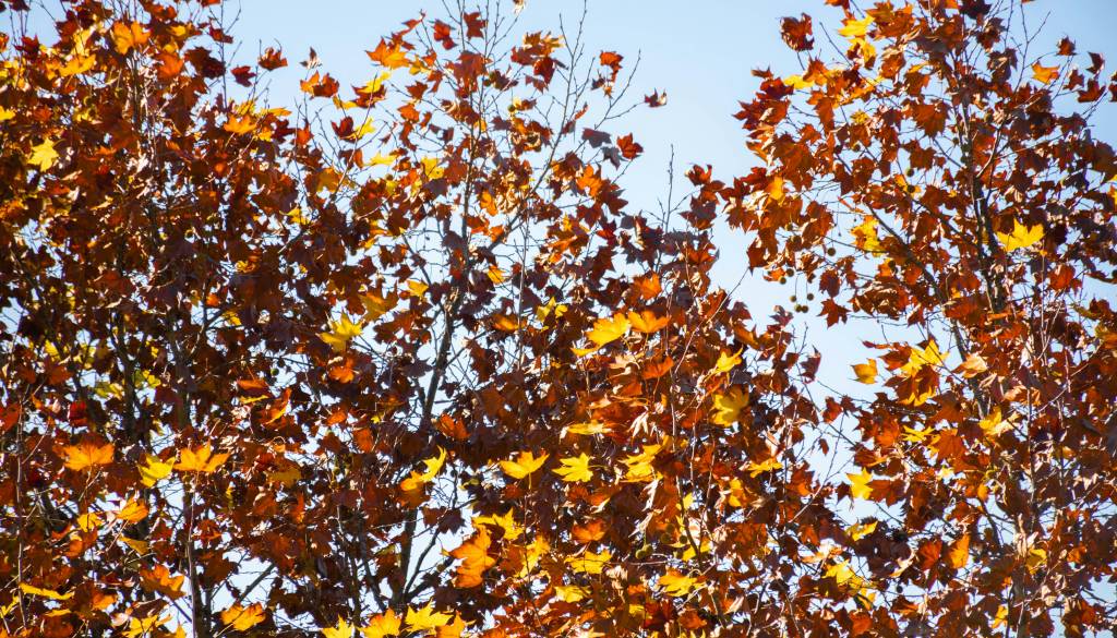 Pred nami jasna nedelja, kakšen bo začetek tedna?