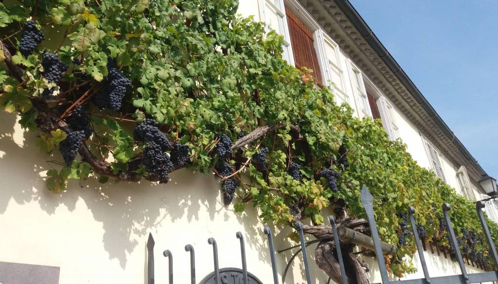 Najstarejša trta na Lentu ni več najstarejša trta na svetu?