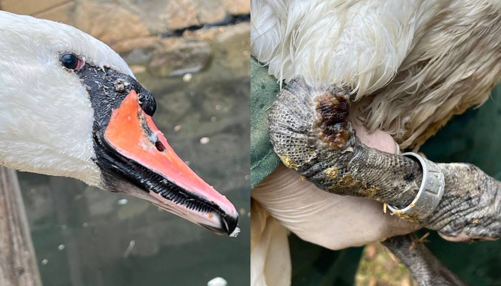 Lent ni več varen za labodko Oli: Po poškodbi dobro okreva, a se tja več ne bo vrnila