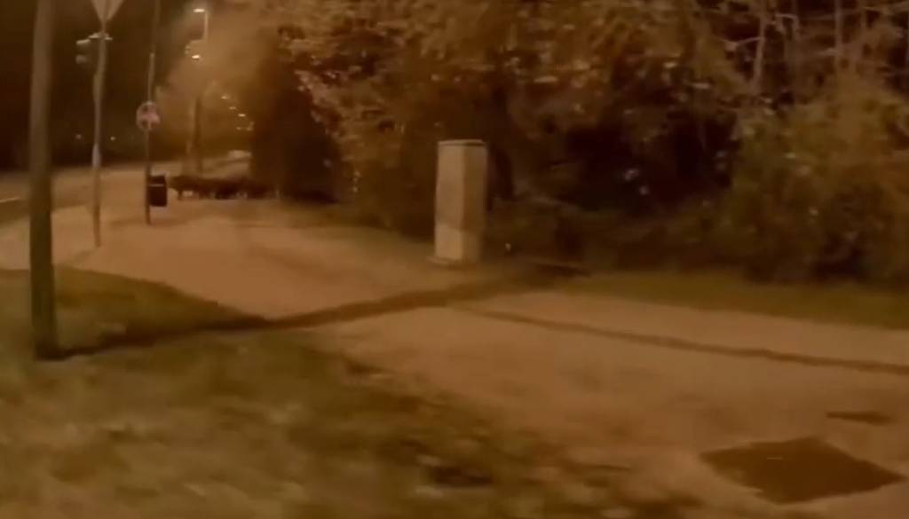 VIDEO: Po tej ljubljanski ulici marširale divje svinje