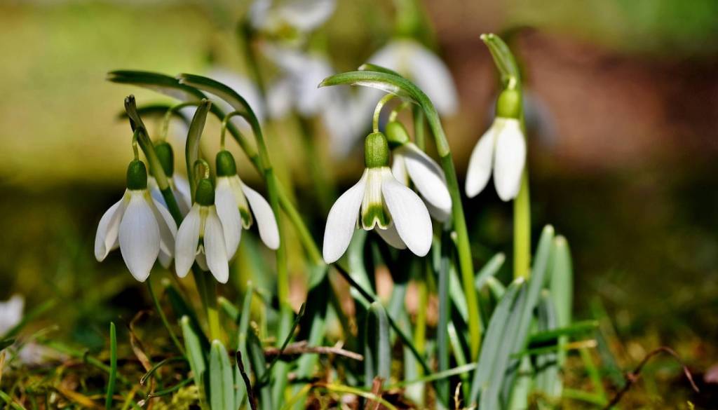 V slovenski Istri zacveteli prvi zvončki, tako zgodaj se to ni zgodilo že dvajset let