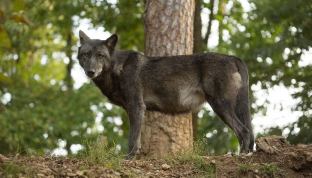 Panika v Mostecu: Občani so prijavili volka iz ZOO, a se je zgodba srečno razpletla