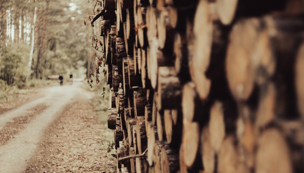 Domov se ni vrnil; našli so ga v gozdu, kjer je tudi umrl