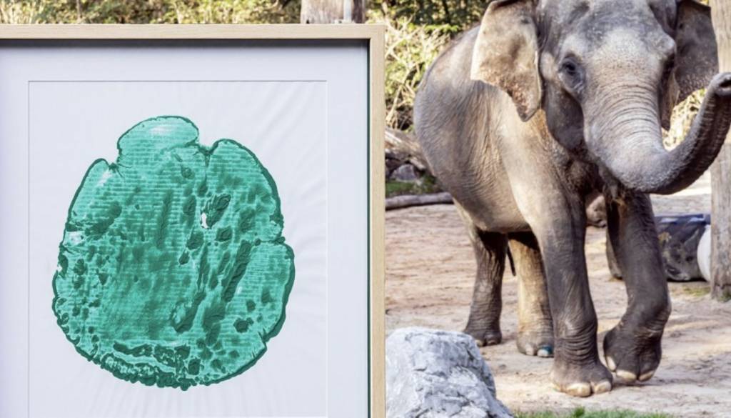 VIDEO: Jubilejni odtis slonice Gange na dražbi v ZOO Ljubljana, začelo se je pri 200 evrih