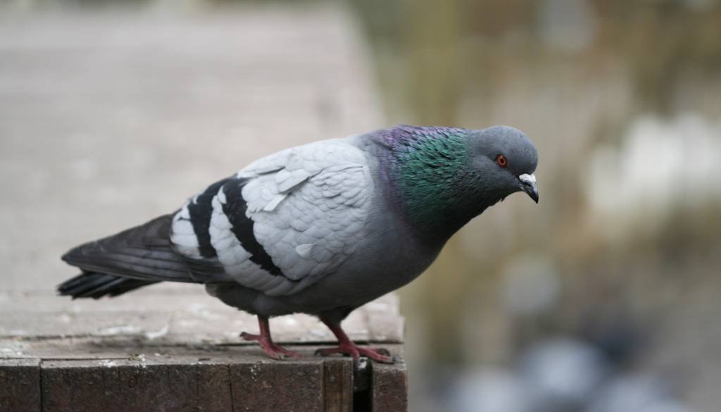 Golob v stiski: Nenavadna situacija v ljubljanskem bloku, kaj sploh lahko naredite?