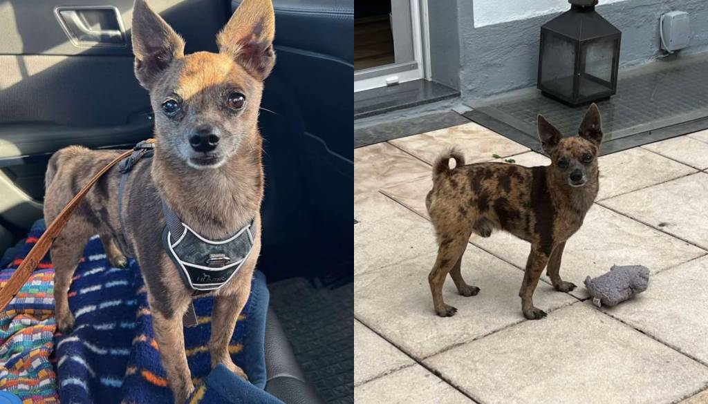 Pomagajte! Na območju Dornave že dva dni iščejo pogrešanega psa