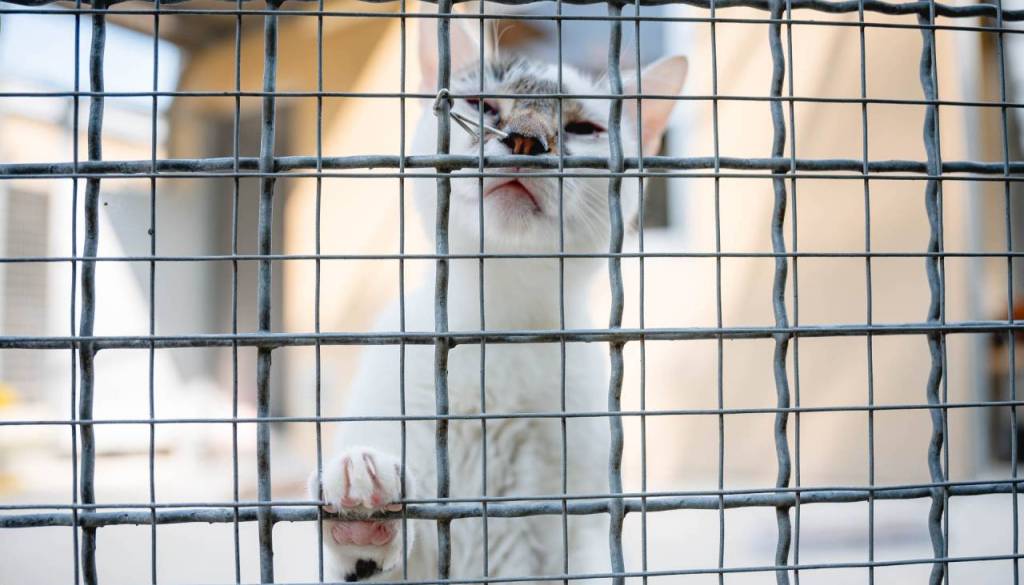 Zavetišče za živali Maribor potrebuje rjuhe, brisače in hrano za mucke