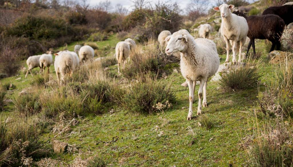 Pri južnih sosedih potrdili kugo drobnice, v veljavi strogi ukrepi