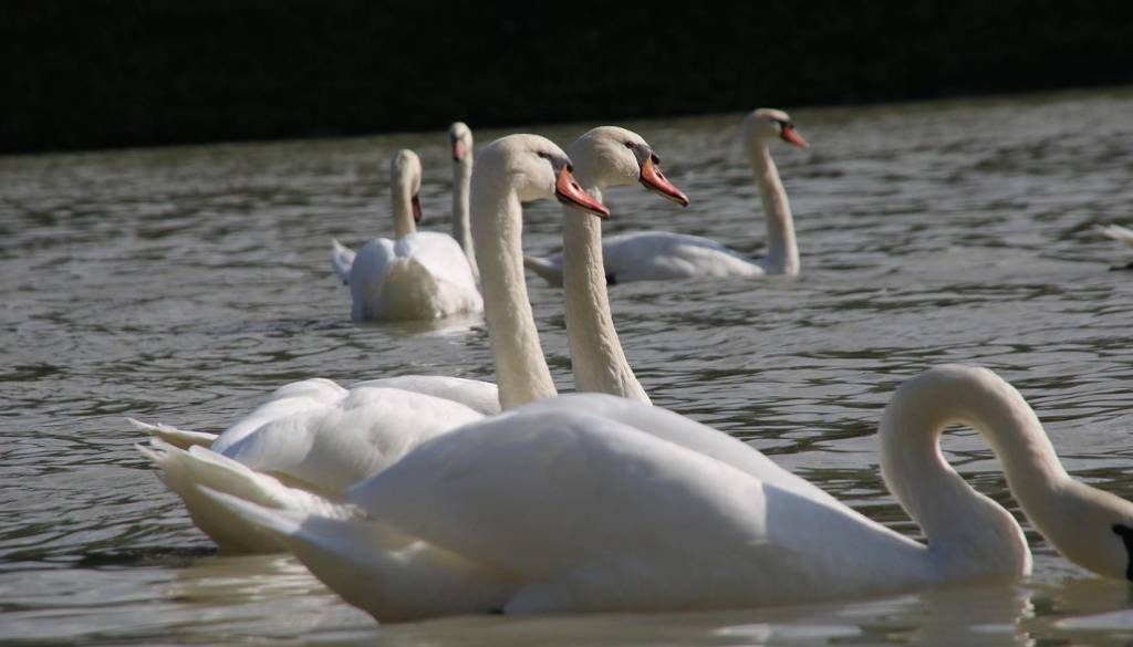 Na Štajerskem potrdili ptičjo gripo pri labodih in čaplji