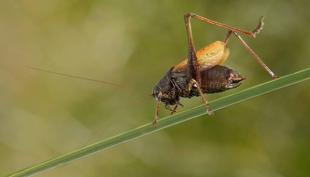 Ljubljansko barje ključno za preživetje ene najredkejših kobilic na svetu