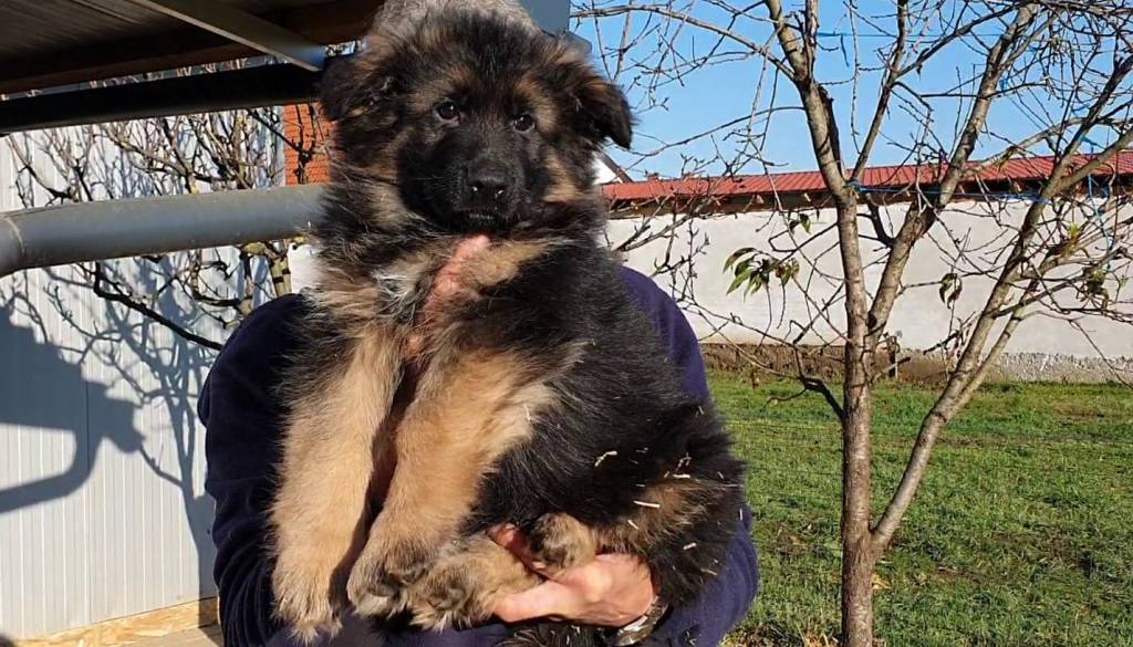 Kerčmar ogorčen nad razmerami v vzreji nemških ovčarjev: »Pasmo so popolnoma razvrednotili«