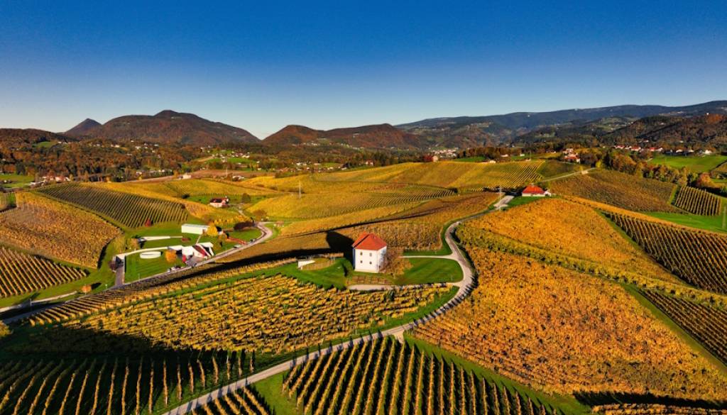 Sommelierka svetuje: kako izbrati pravo vino za sestro, brata, šefa ali prijatelje?	