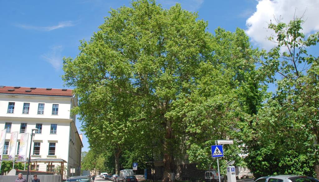 Ljubljana znova izbira drevo in drevored leta