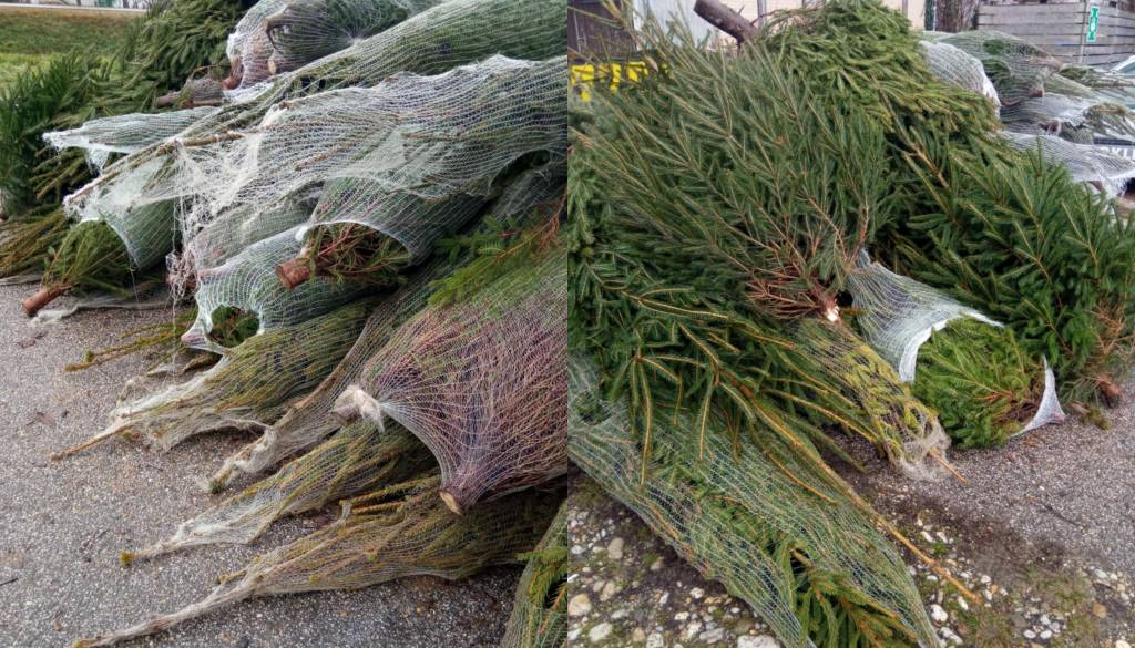 Lepa praznična gesta: Pred picerijo brezplačne smrečice