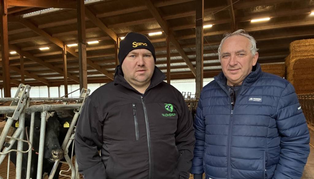 FOTO: Pri Žampovih krave poslušajo Mozartovo glasbo