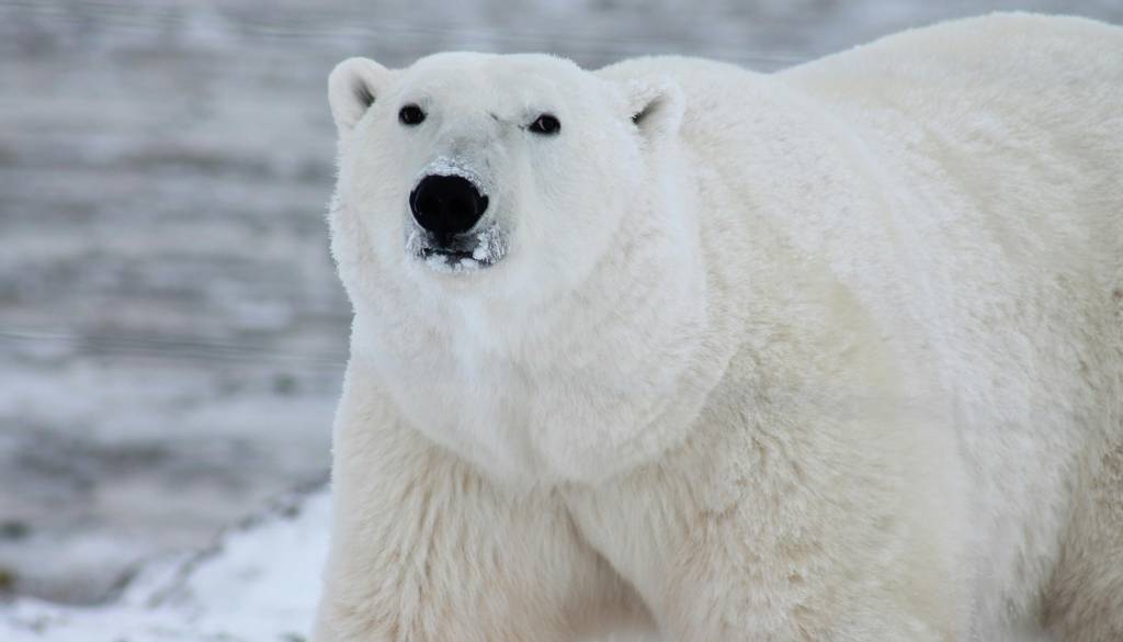 Božični čudež? Raziskovalci priča redki posvojitvi polarnega medveda