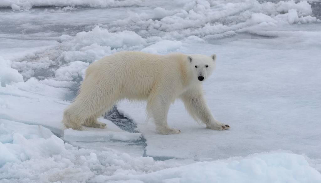 Je to božični čudež? Nenavadna posvojitev polarnega medveda očarala znanstvenike