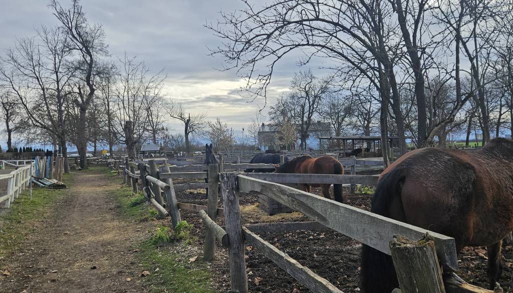 Za prevzem konjeniškega centra v Dvorcu Rakičan brez interesa