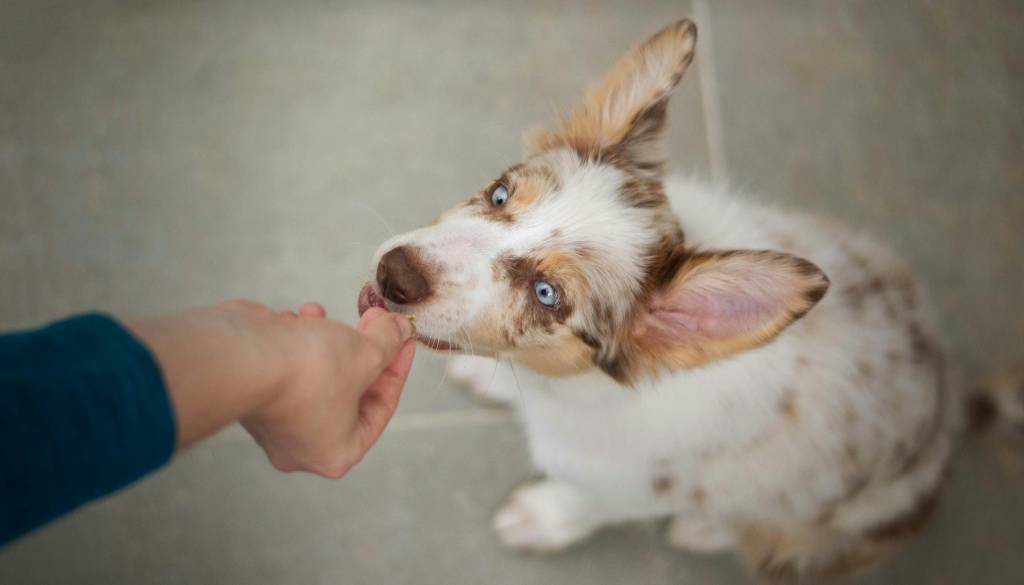 Ste svojemu štirinožnemu prijatelju kupili ta priboljšek? Odpoklicali izdelek za pse