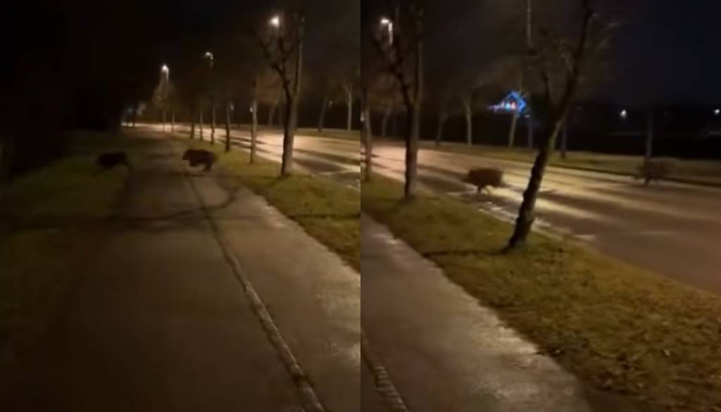 VIDEO: Ta ljubljanska četrtna skupnost objavila zaskrbljujoč posnetek 15-letnice