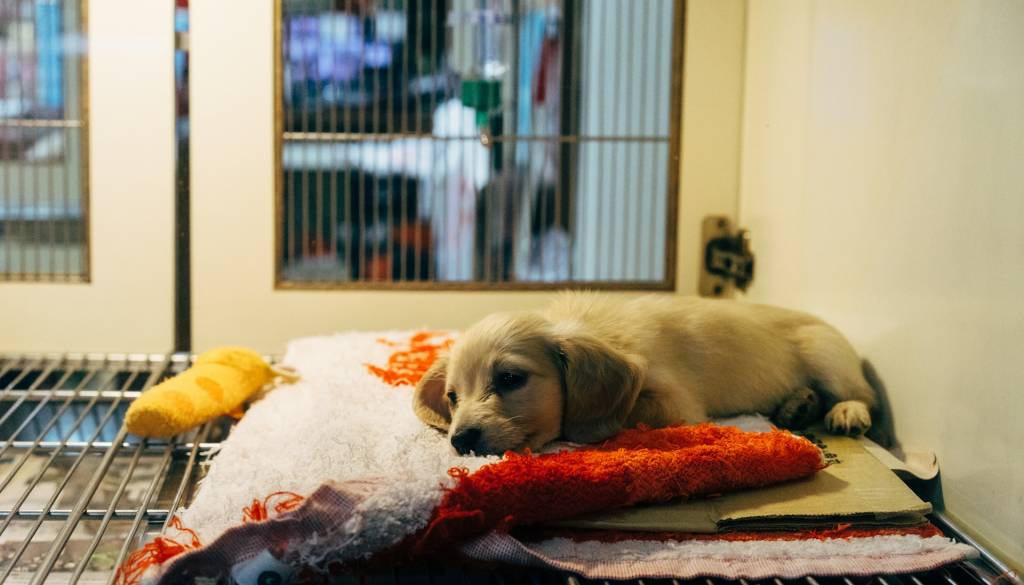 V Mariboru vabijo k pomoči: Prazniki naj bodo topli tudi za zapuščene živali