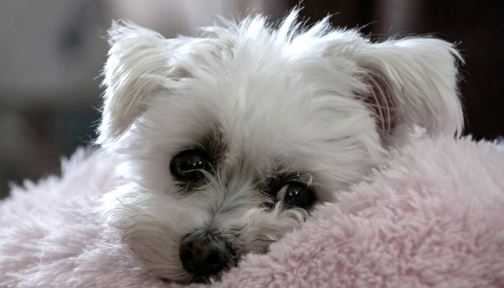 Vedno več pozivov proti pokanju: Pirotehnika povzroča hud stres živalim in ranljivim