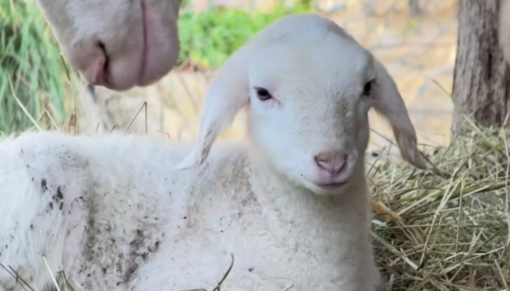 VIDEO: Snežnobeli jagenjček je postal atrakcija ZOO Ljubljana – vsi želijo fotografijo z njim