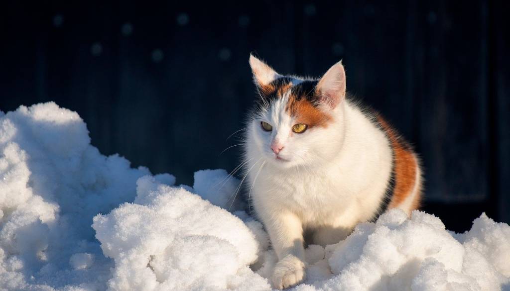 Bodimo prijazni do živali: Mariborska občina poziva k povečani skrbi v zimskem času