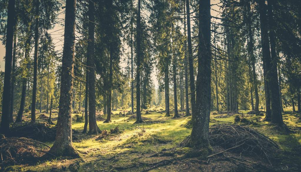 Pametni senzorji bodo spremljali zdravje mestnih dreves