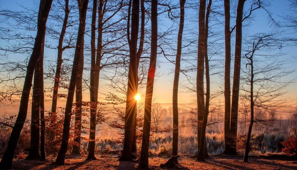 Senzorji na drevesih bodo spremljali spremembe okolja v realnem času