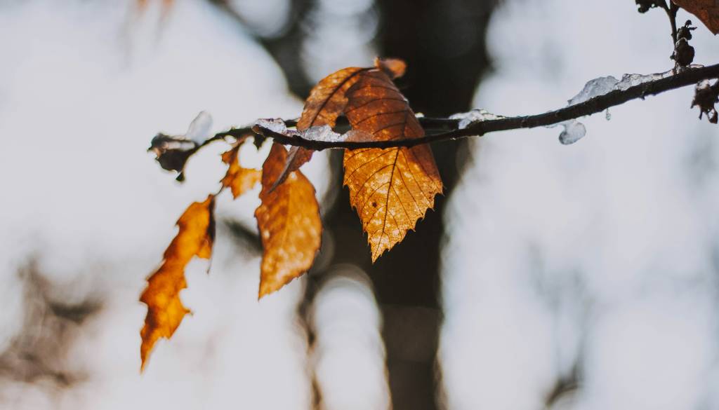 Letošnji november tretji najtoplejši na svetu 