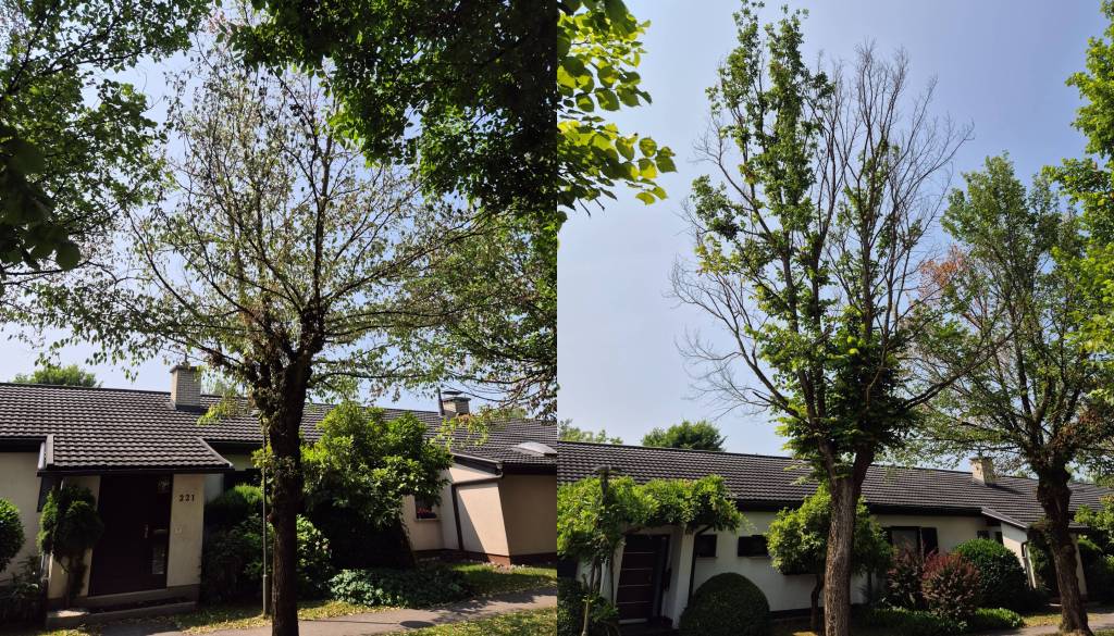 V Murglah drastični ukrep zaradi širjenja nevarne bolezni