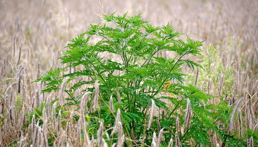 Kihate, smrkate, imate srbeče oči? Ambrozijo lahko ustavite na deset načinov