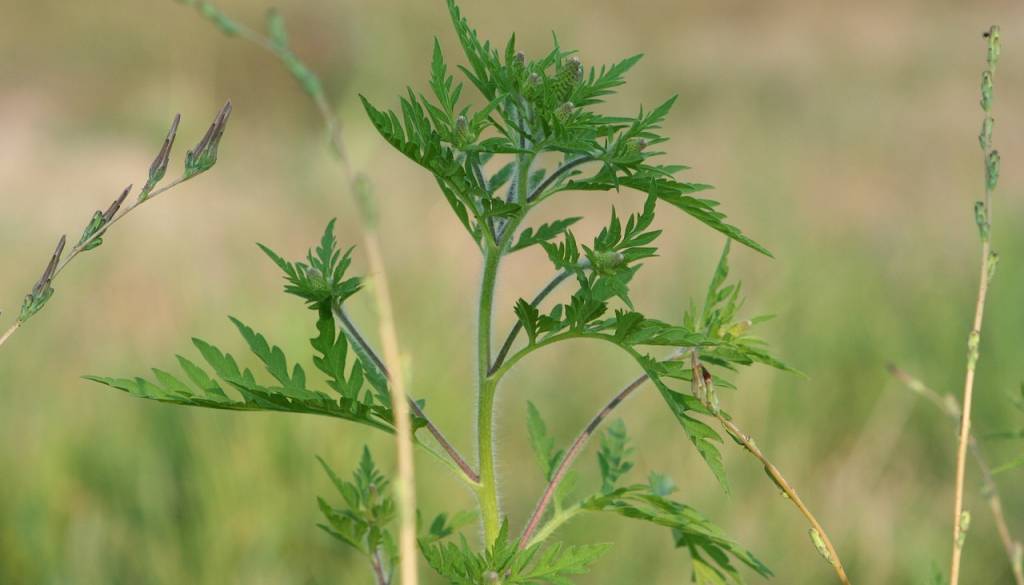 Deset načinov, kako se ubraniti poletnega pekla za alergike