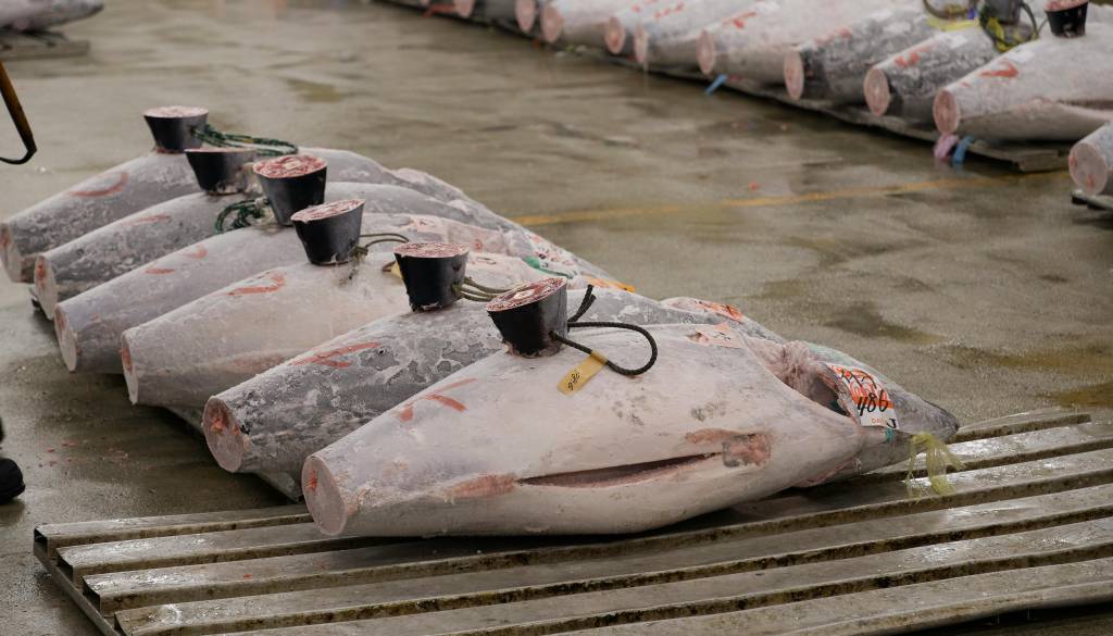 Neverjetno: Na Japonskem za enega tuna odšteli kar 2,8 milijona evrov