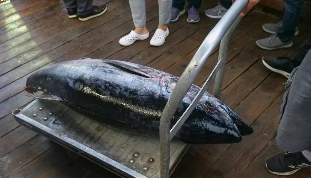 Neverjentno! Za modroplavutega tuna plačal rekordnih 2,8 milijona evrov.