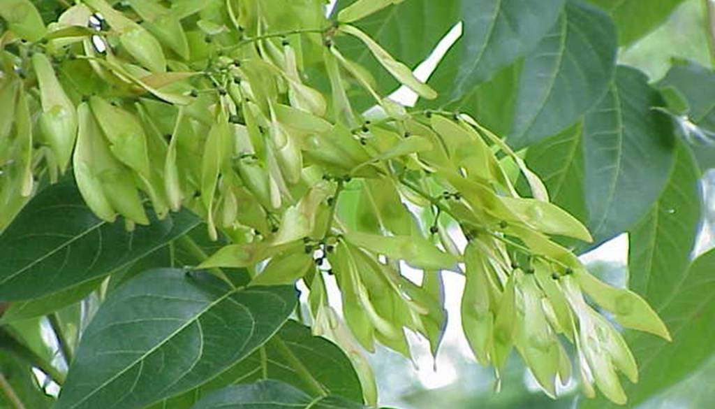 Strupena drevesa v Šiški, občina napoveduje pregled