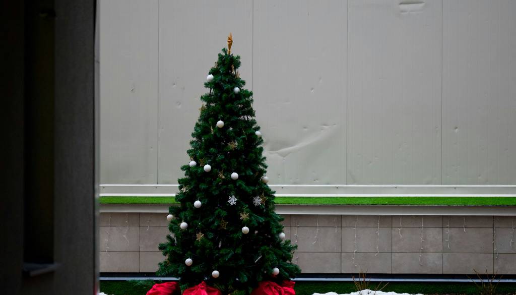 Po praznikih ne v smeti. Kam sodijo božične smrečice?