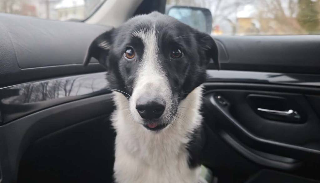 Čudež na Šmarni gori: Izgubljena psička Eli se je po šestih dneh sama vrnila domov