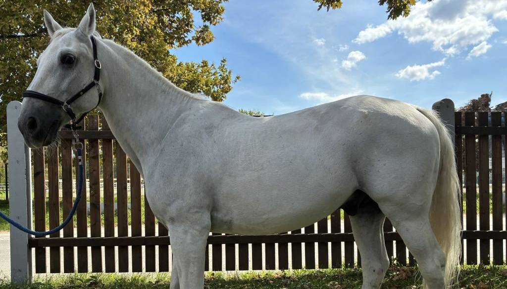 Postanite lastnik legendarnega policijskega konja Pluto Famosa, takšna je cena