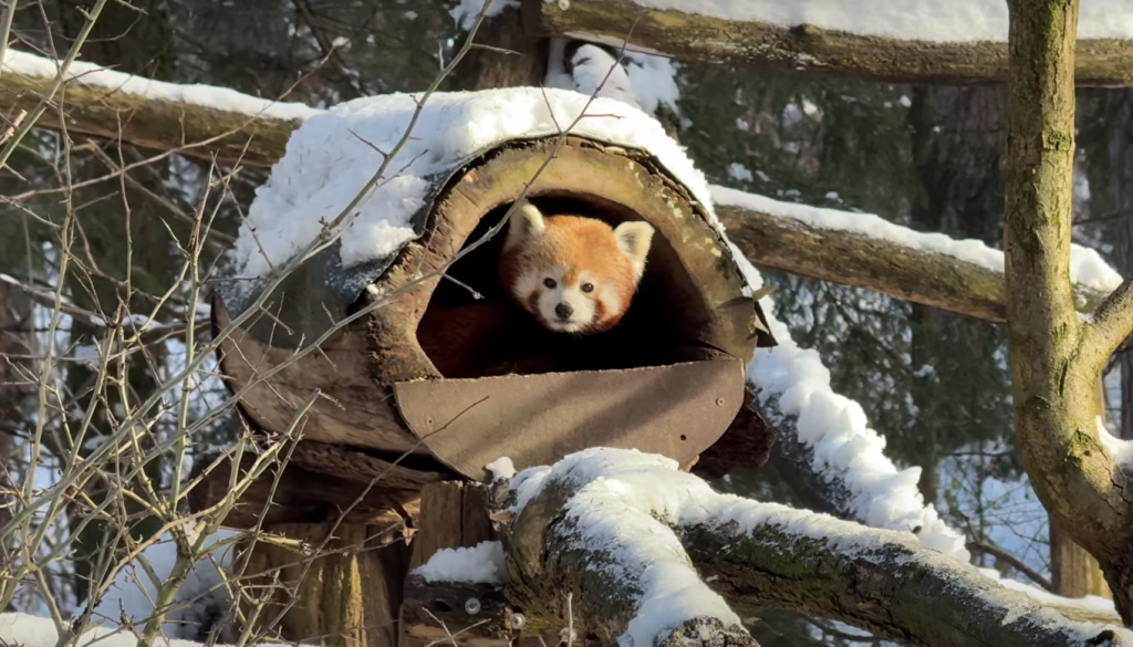 VIDEO: ZOO Ljubljana razkriva skrivnosti živalskega vrta pozimi, tudi hibernacijo medveda