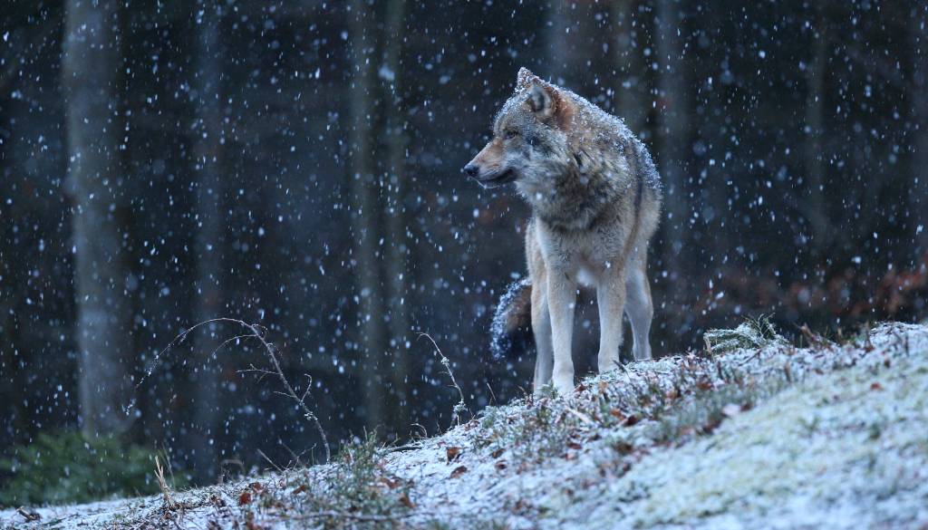 Kaj nam prinaša volčja polna luna in zakaj bodo čustva močnejša
