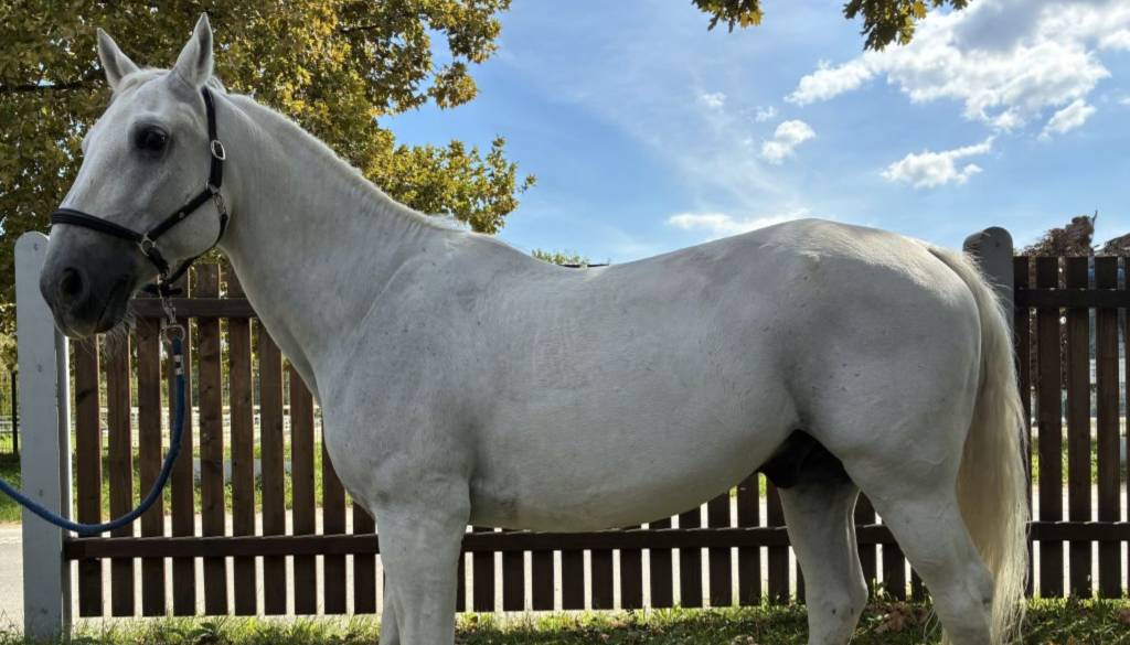 Po koncu 'delovne kariere' konj Pluto Famosa še vedno čaka novega lastnika