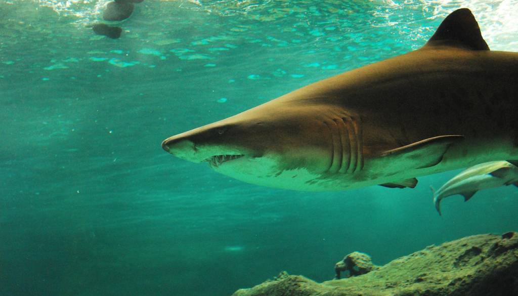 Morski pes ugriznil 12-letnika na Shark Beach, fant ni preživel