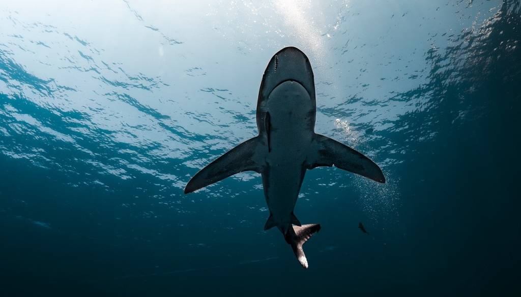 Tragični napad morskega psa v Sydneyju, 12-letni deček umrl