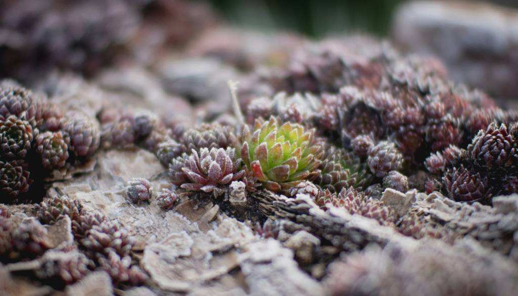 Pozimi vrt potrebuje predvsem mir, načrtovanje pa človek